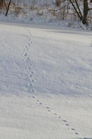 Competition entry: Deer Tracks in the Snow 