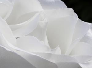 Competition entry: White Rose