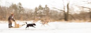 Competition entry: Tri-state Alaskan Malamute Club Sled Dog Race