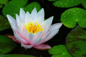 Competition entry: Pink Water Lily