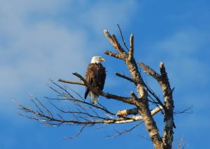 Competition entry: Perched Eagle