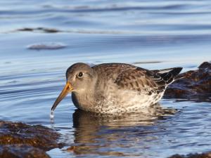 Competition entry: Purple Sandpiper