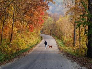 Competition entry: October Morning Stroll