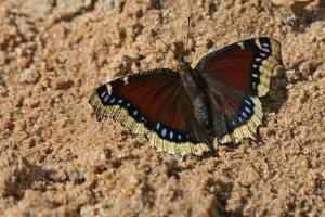 Competition entry: Butterfly - Resting In The Sun