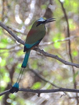 Competition entry: Motmot Bird - Costa Rica