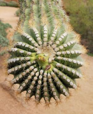 Competition entry: Saguaro Cactus