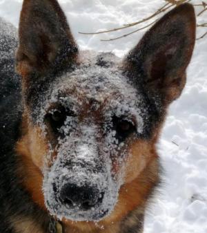 Competition entry: More snow, please.