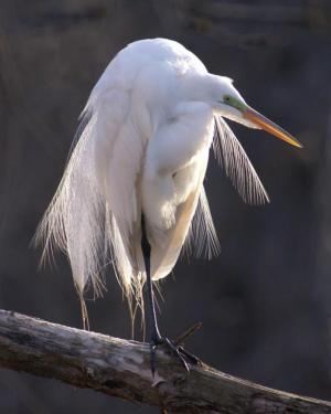 Competition entry: Backlit Egret