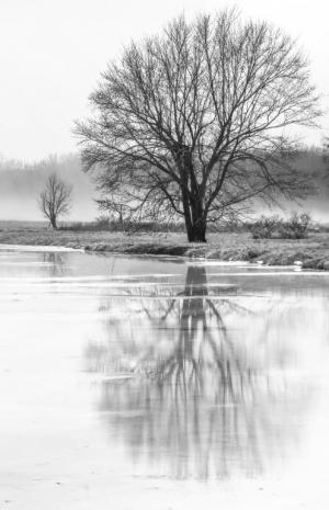 Competition entry: Icy Reflection in Fog