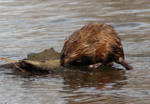 Competition entry: Muskrat refuge