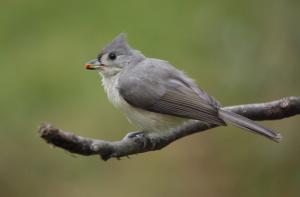 Competition entry: Tufted Titmouse