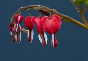 Competition entry: Teardrops for a Bleeding Heart