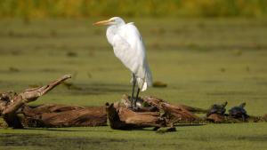 Competition entry: Goose Island Egret