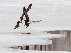 Competition entry: Battle on the Ice