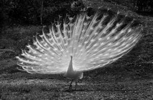 Competition entry: Albino Peacock