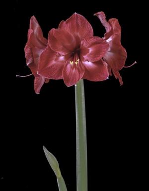 Competition entry: Amaryllis