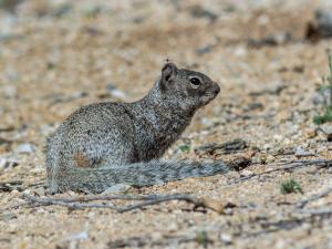 Competition entry: Desert Squirrel & Mosquito  