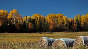 Competition entry: Fall Harvest