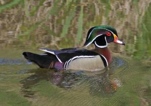 Competition entry: Wood Duck