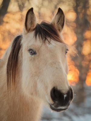 Competition entry: Back Road Horse