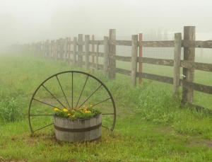 Competition entry: Flowers and Fog