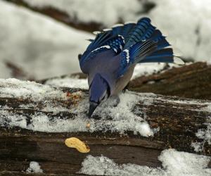 Competition entry: Oops! I dropped my peanut