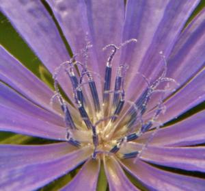 Competition entry: wildflower close up