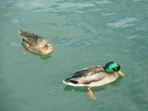 Competition entry: Mallard Pair in Lake Havasu, Arizona