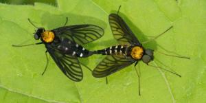 Competition entry: Golden-backed Snipe Flies