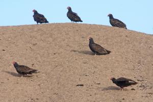 Competition entry: Turkey Vultures