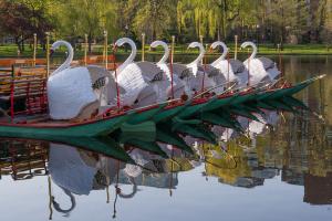 Competition entry: Garden Swans