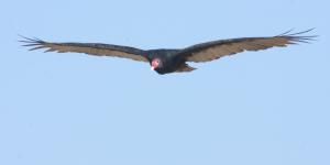 Competition entry: Turkey Vulture