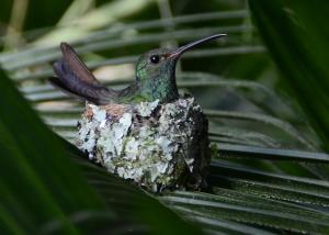 Competition entry:  Momma Hummingbird hatching her two eggs