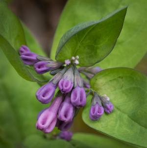 Competition entry: Bluebells