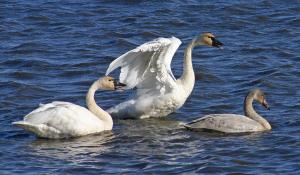 Competition entry: Tundra Swans