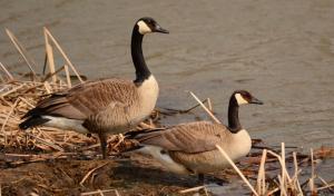 Competition entry: Canada Geese