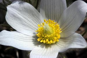 Competition entry: Pasque Flower