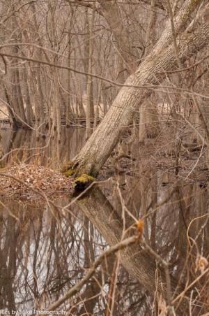 Competition entry: Spring in the marsh