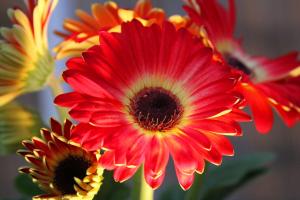 Competition entry: La Crosse Floral April 2014 Gerbera Daisy