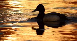 Competition entry: Lesser Scaup