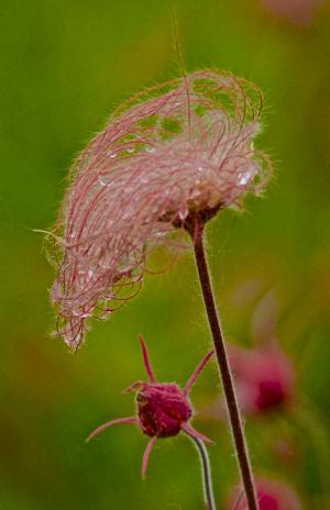 Competition entry: Prairie Smoke