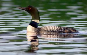 Competition entry: Common Loon