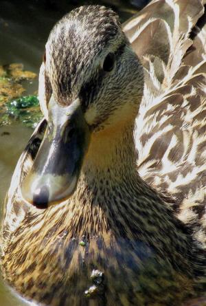 Competition entry: Waddling in Winona