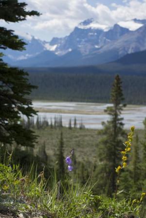 Competition entry: Saskatchewan River Alberta Canada