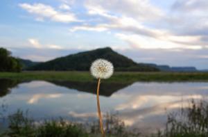 Competition entry: Dandelion Painted Sky