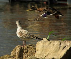 Competition entry: Watching a Duck Landing