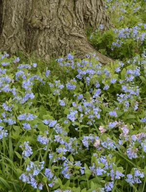 Competition entry: Bluebells