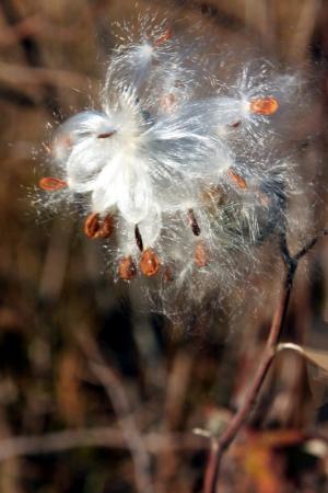 Competition entry: Milkweed Burst