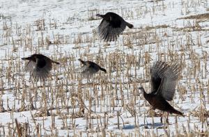 Competition entry: Turkeys On The Wing