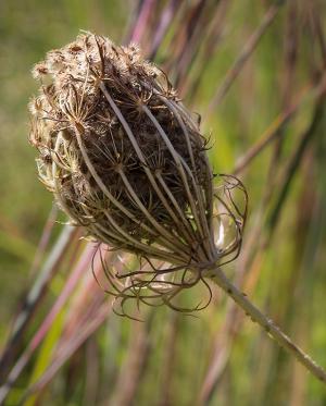 Competition entry: Meadow Weed Pod